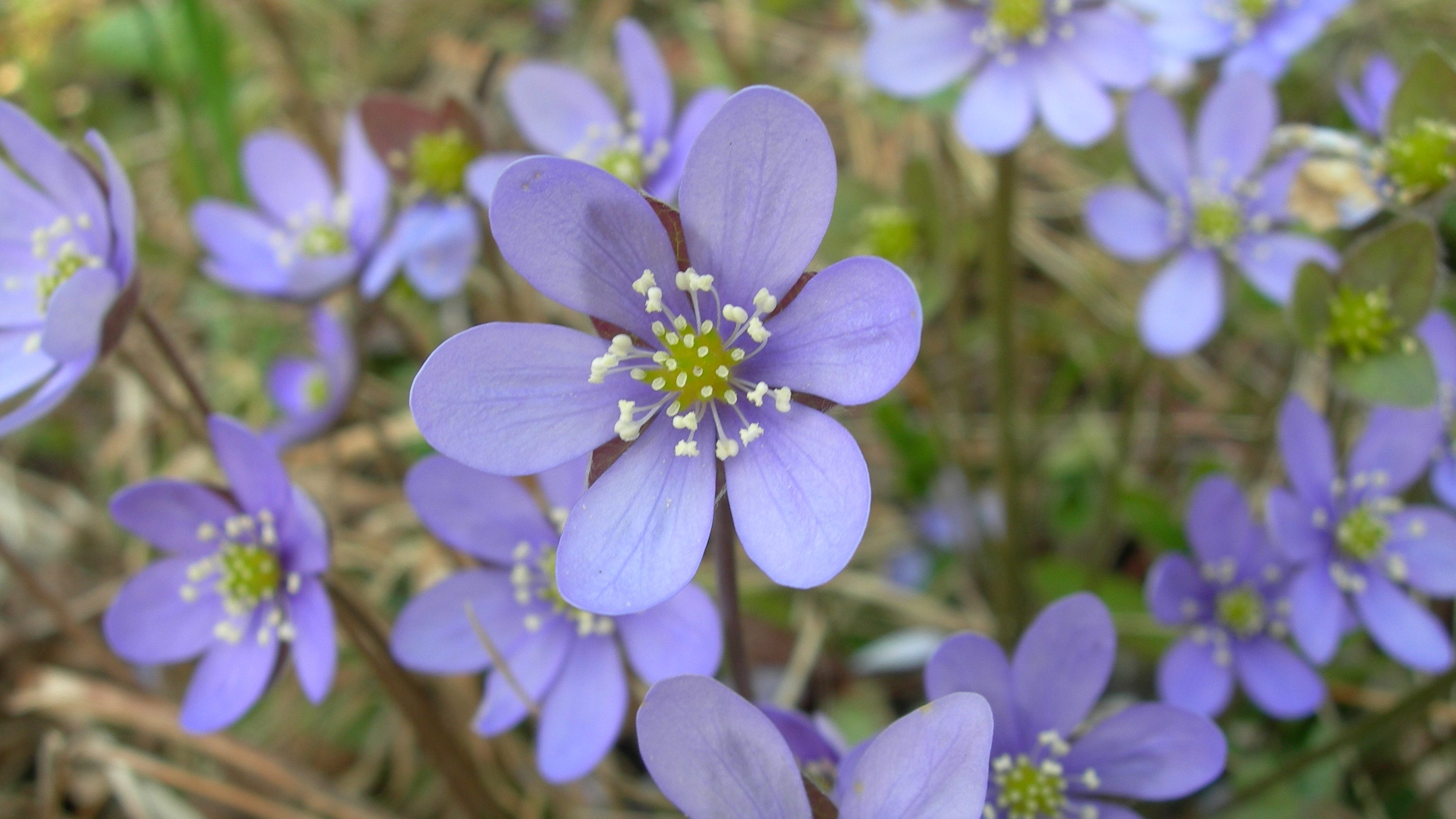 blommor i sverige bilder blommor i sverige bilder
