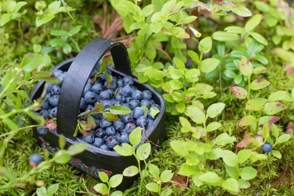 Blåbär i en korg som står på marken bland gräs och blåbärsris.