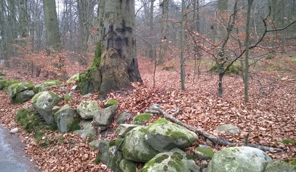 Träd i skog med tydliga märken efter skadeangrepp.