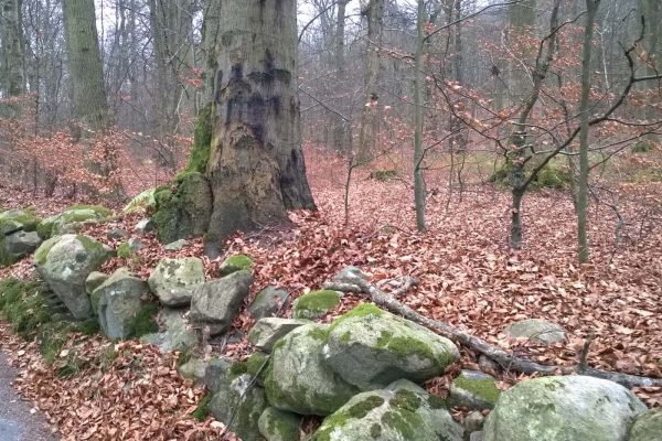 Träd i skog med tydliga märken efter skadeangrepp.