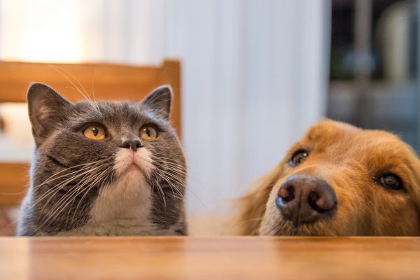 En grå katt och en guldbrun hund tittar upp från bakom ett köksbord och ser hungriga ut.