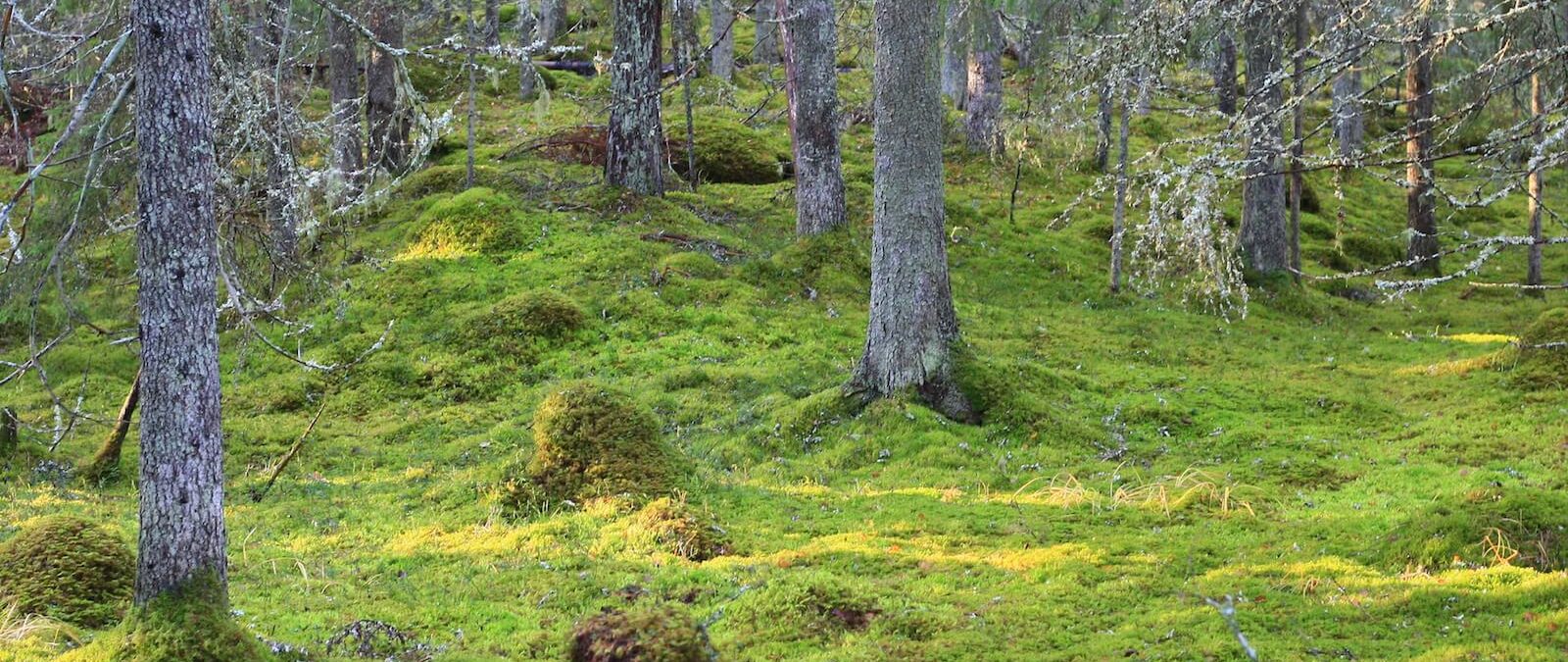 Grön mossklädd skogsdunge med gamla träd där det hänger lavar från de glesa grenarna.