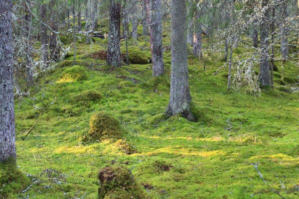 Grön mossklädd skogsdunge med gamla träd där det hänger lavar från de glesa grenarna.