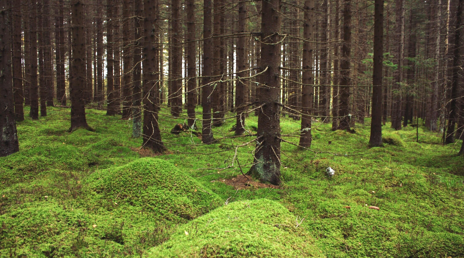 Debatt: "Vi måste använda skogen på ett hållbart sätt" – Sveriges Natur