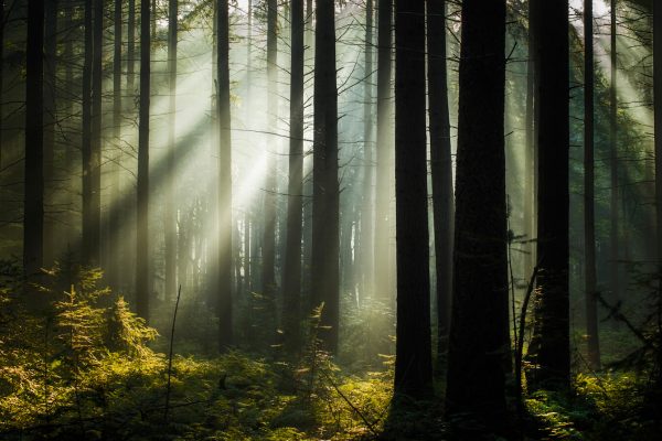 Solstrålar lyser igenom trädstammar från kala barrträd över mossbeklädd mark.