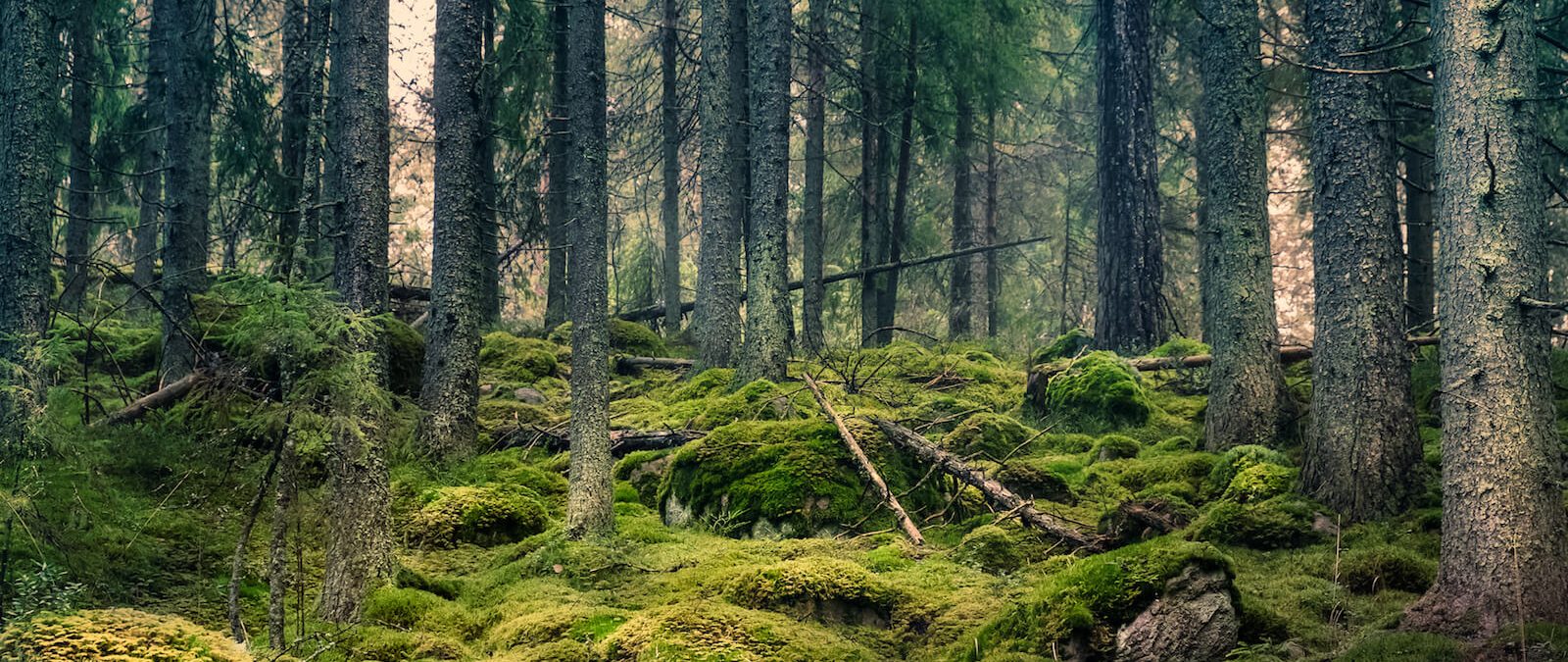 Skog med mossbeklädd mark och gamla trädstammar.