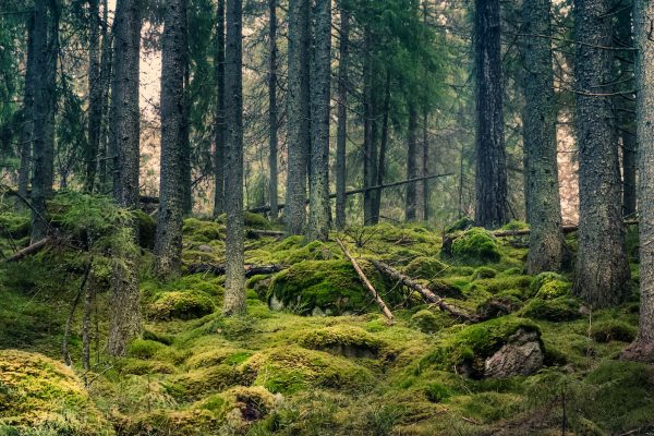 Skog med mossbeklädd mark och gamla trädstammar.