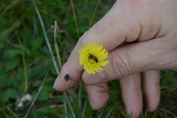 Bi på blomma