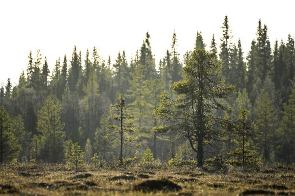 Tallar på höjd.