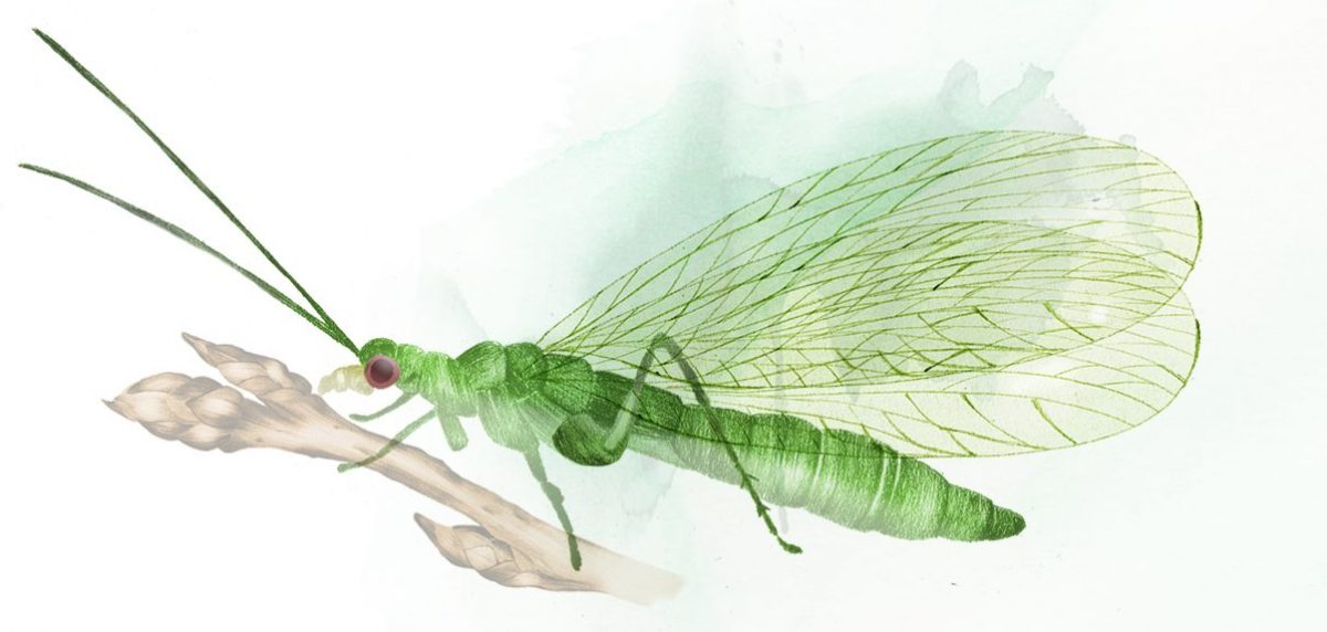 Grön insekt, guldögonslända eller bladljuslejon.