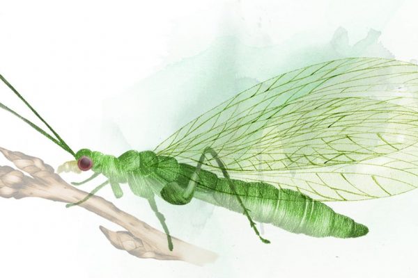 Grön insekt, guldögonslända eller bladljuslejon.