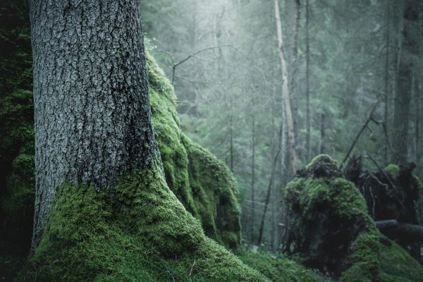 Skog i dimma.