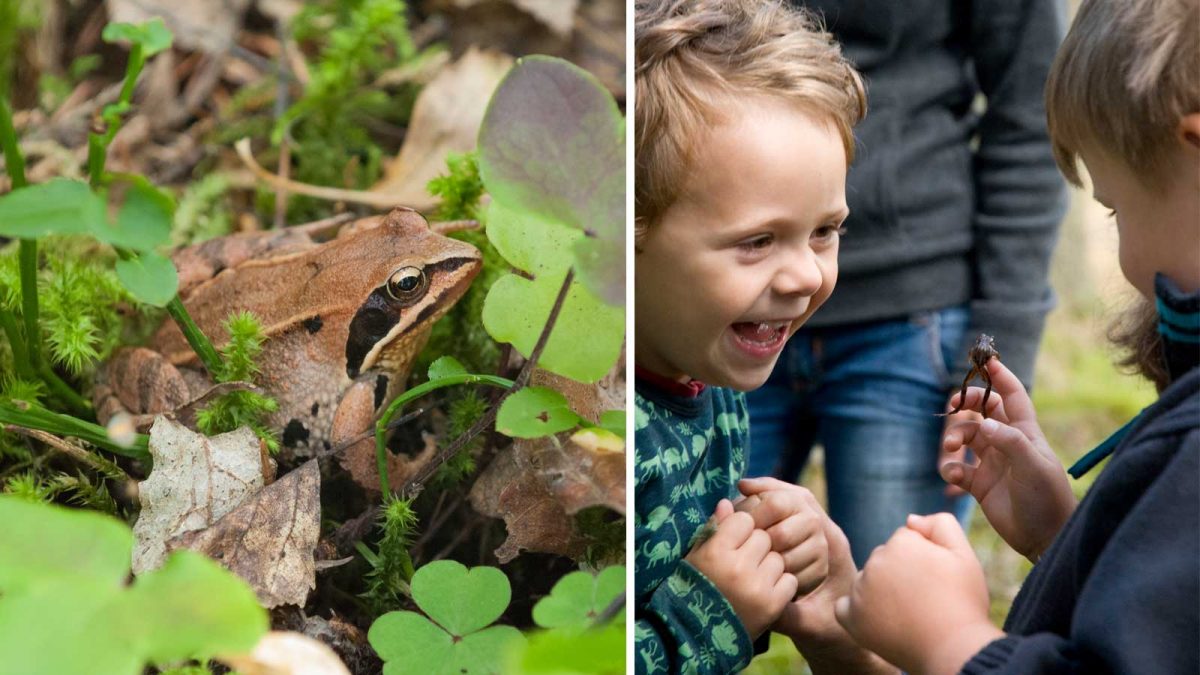 Närbild på åkergroda bland blåsippeblad. Barn som undersöker grodor i naturen.