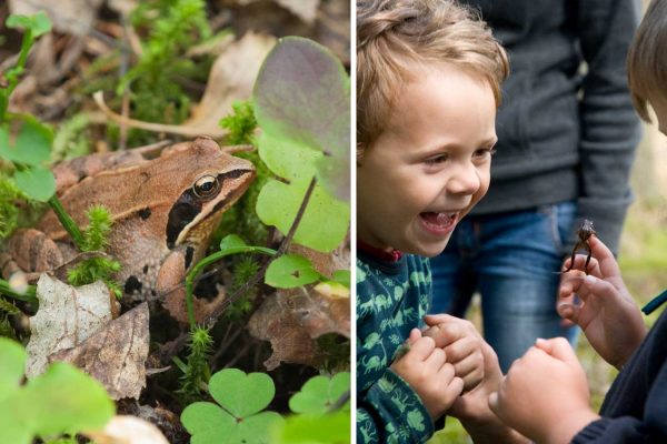 Närbild på åkergroda bland blåsippeblad. Barn som undersöker grodor i naturen.