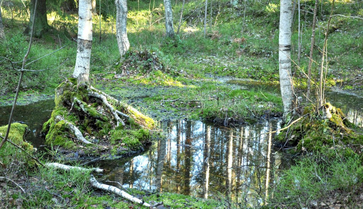 Skogsdunge med björkar och vitsippor runt en damm.