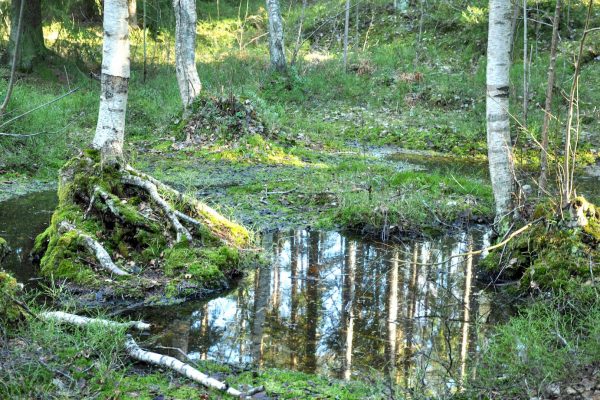 Skogsdunge med björkar och vitsippor runt en damm.