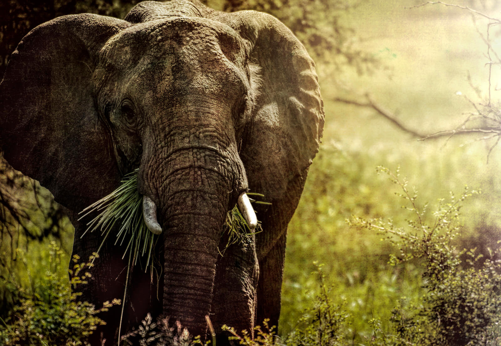 Afrikas skogar hotas när elefanterna blir färre Sveriges Natur