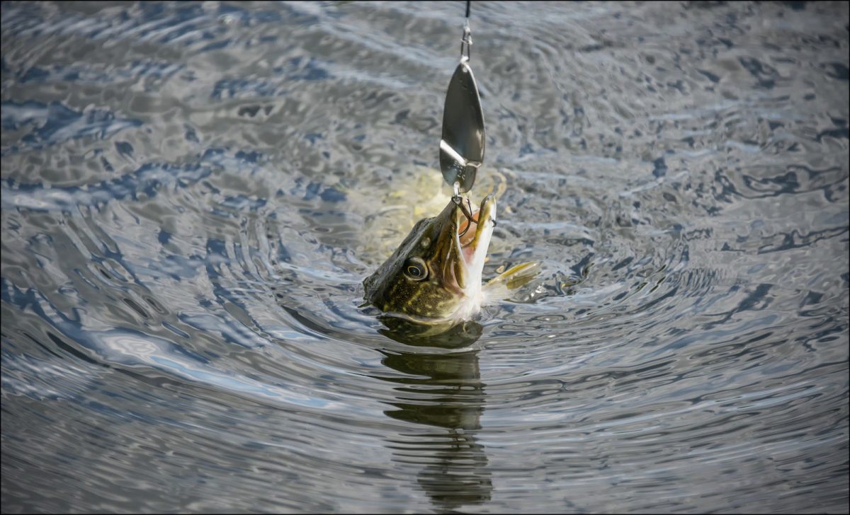 Gädda som fångats av fiskekrok