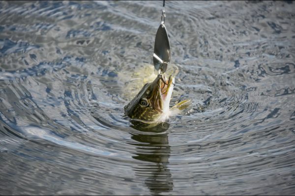 Gädda som fångats av fiskekrok