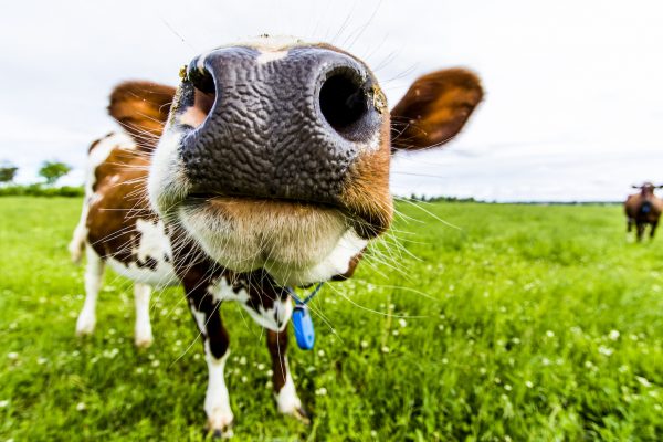 Närbild på ko som nyfiket nosar på kameran. Grönt gräs med vita blommor under kornas klövar.