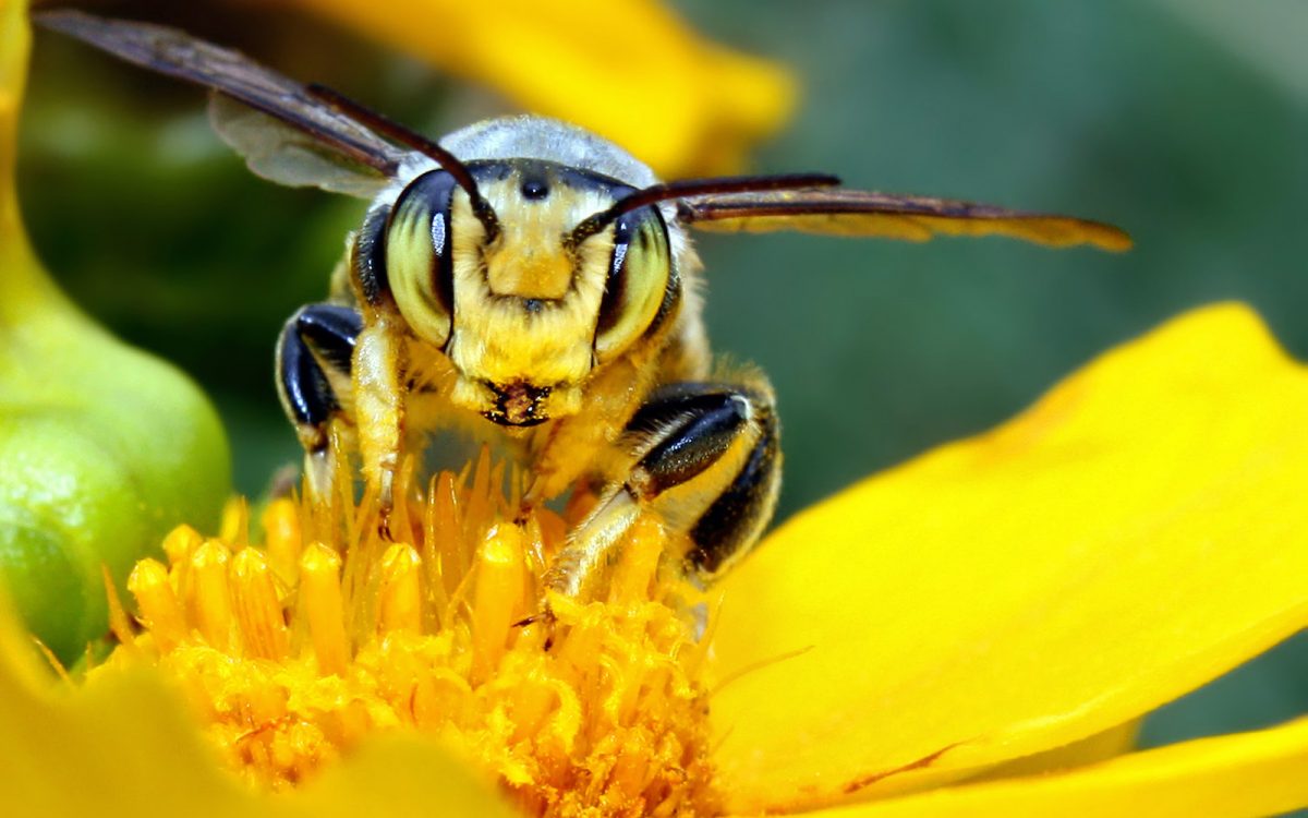 Bi i närbild på gul blomma.
