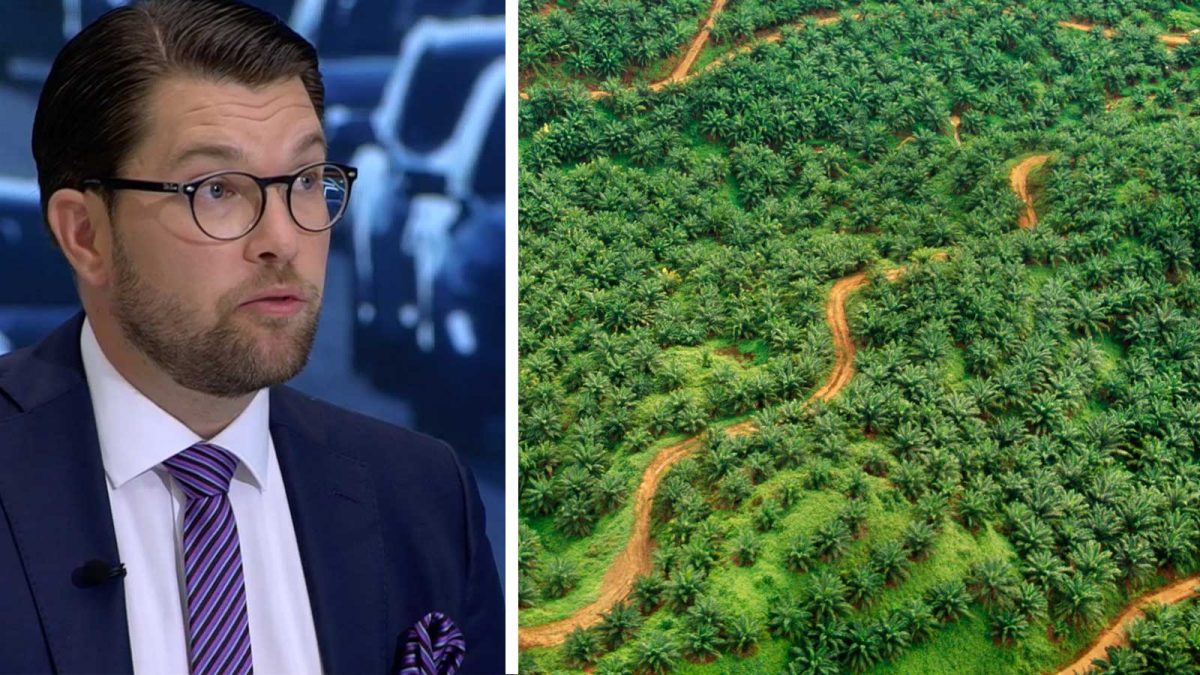 Jimmie Åkesson och palmoljeplantager.