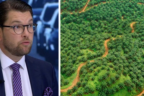 Jimmie Åkesson och palmoljeplantager.