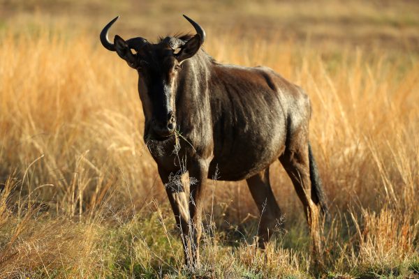 Gnu på savannen.