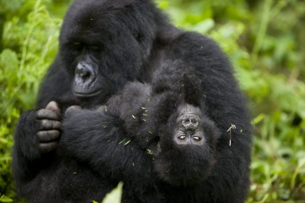 En vuxen bergsgorilla med en liten bergsgorilla i sin famn som har huvudet uppochner och kollar in kameran.