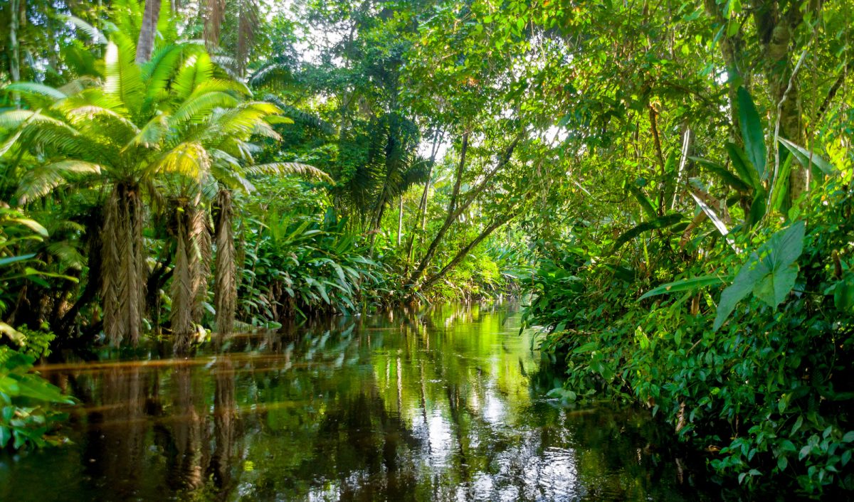 Regnskog i Amazonas.