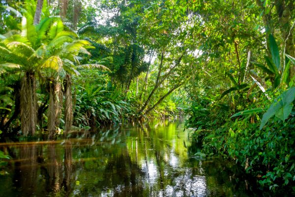 Regnskog i Amazonas.