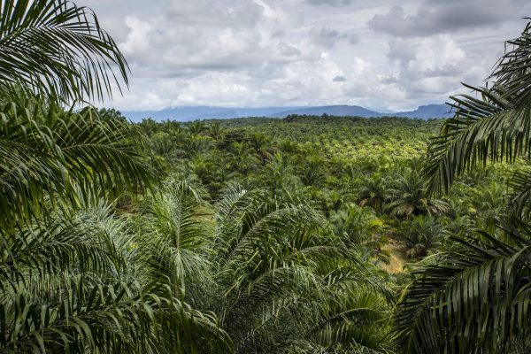 Palmplantager