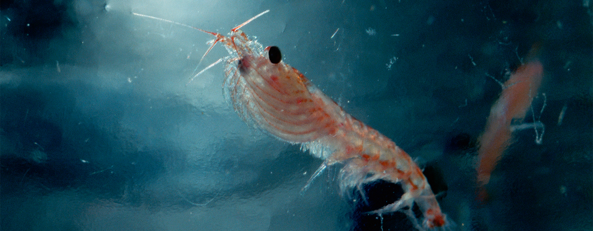 vad är krill vad är krill