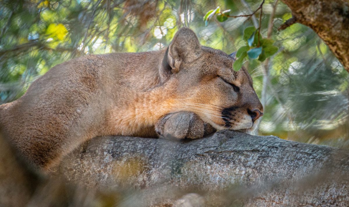 Bergslejon sover på trädstam