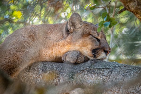 Bergslejon sover på trädstam