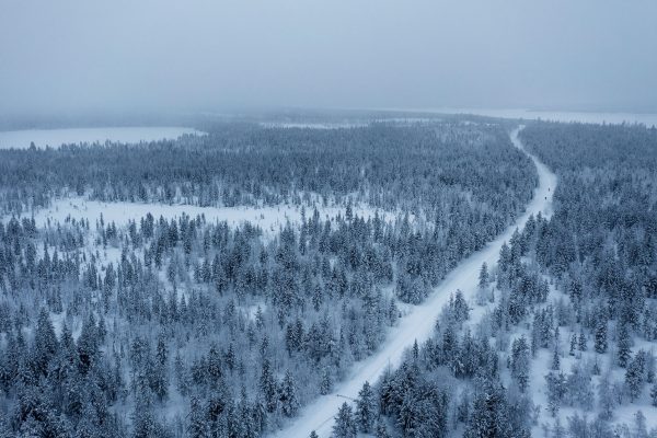 skog i vinterlandskap