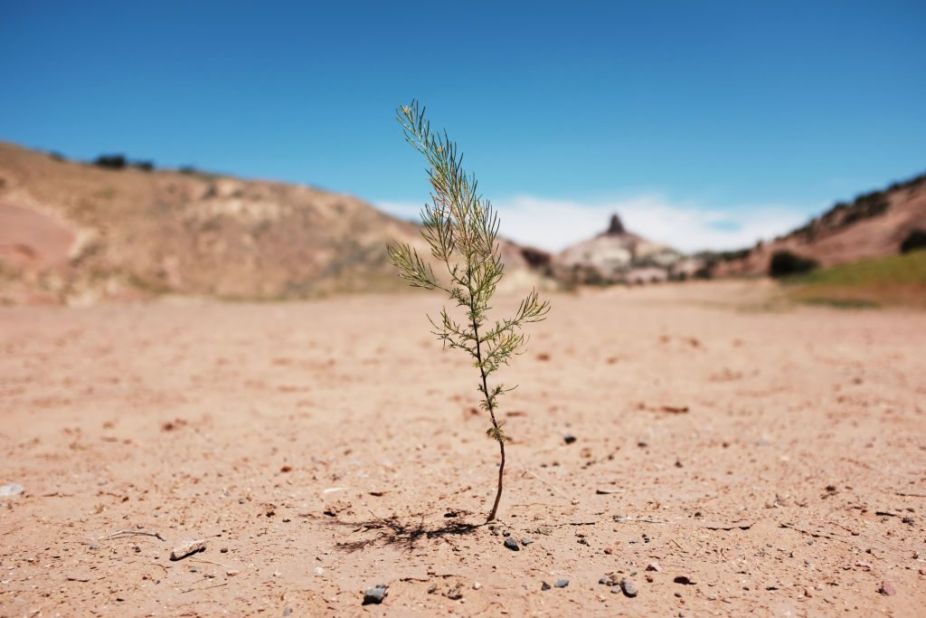 planta i öken