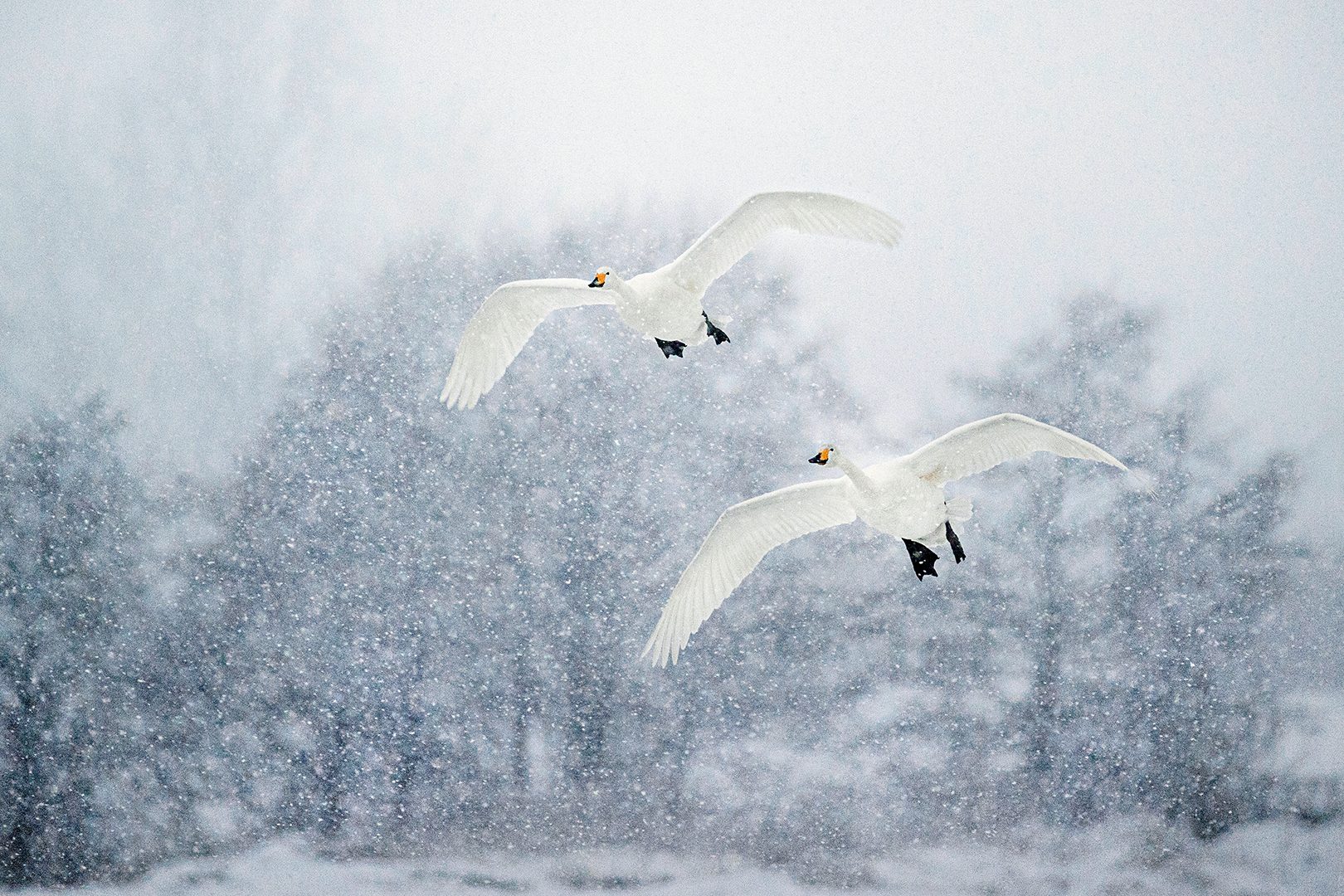 Två sångsvanar mot en bakgrund av skog och snöflingor