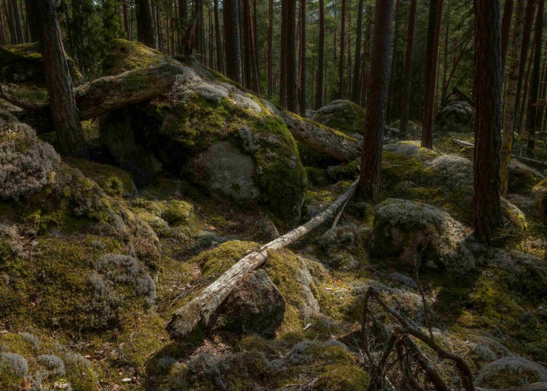 Skogslandskap