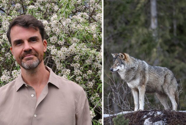 Misha Istratov och en varg i delad bild.