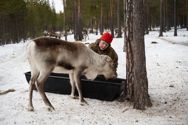 Ren äter mat och bredvid sitter en renskötare.