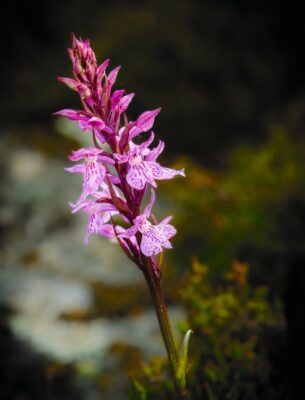 Blomma