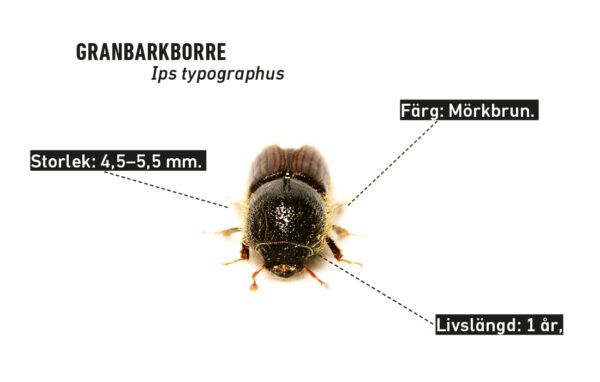 Granbarkborre med information.