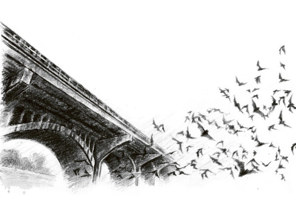 Illustration bro i blyerts