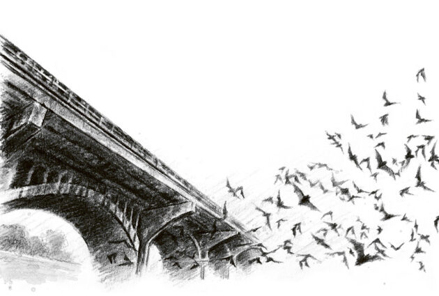 Illustration bro i blyerts