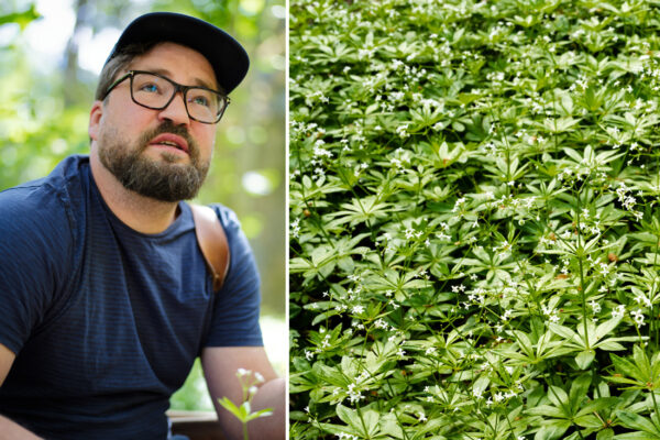 Porträtt på Eric Holmberg brevid skuggväxten myskmadra.