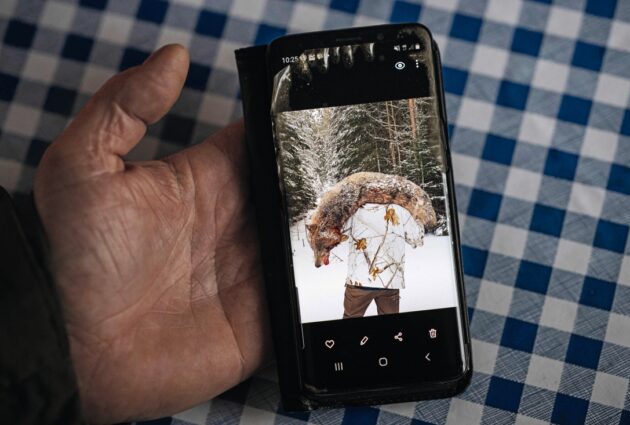 Mobiltelefon med bild på dödad varg över en mans axlar.