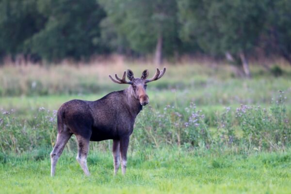 älg på fält