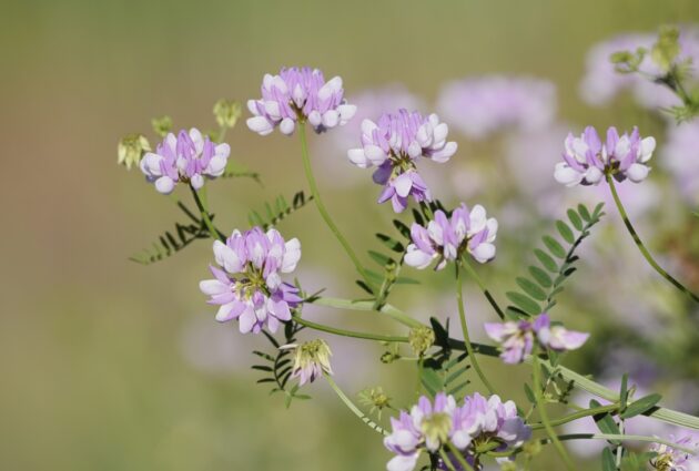 Blommor.