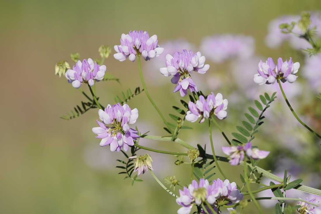 Blommor.